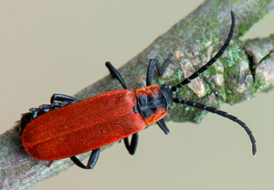 Rüssel-Rotdeckenkäfer (Lygistopterus sanguineus), 27.05.2018