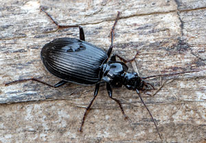 Schwarzer Putzläufer (Limodromus assimilis), 28.02.2021, Merten
