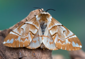 Birkenspinner (Endromis versicolora), 15.03.2019