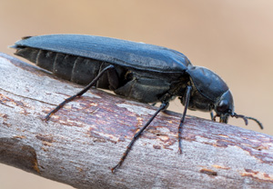 Phyllocerus bonvouloiri, 09.08.2018