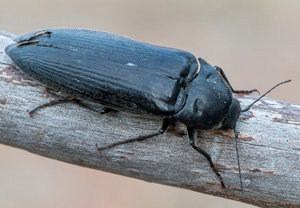 Phyllocerus bonvouloiri