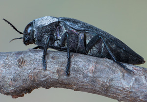 Buprestis cupressi, 26.07.2018
