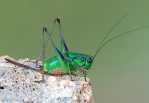 Grüne Strauchschrecke (Eupholidoptera schmidti), 28.07.2018