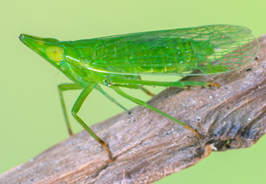 Europäischer Laternenträger (Dictyophara europaea), 26.07.2018