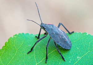 Apodiphus amygdali, 08.08.2018