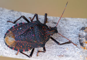 Apodiphus amygdali, 13.08.2025, Baska