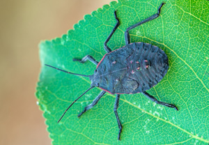 Apodiphus amygdali, 08.08.2018
