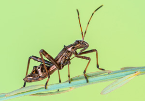 Alydus calcaratus, 26.07.2018