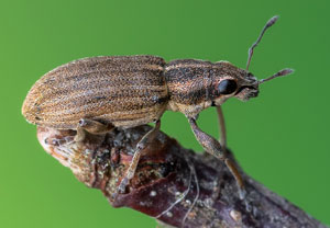 Gestreifter Blattrandkäfer (Sitona lineatus), 31.08.2021, Wahnerheide