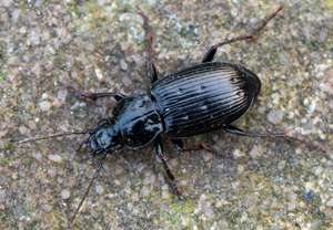 Pterostichus quadrifoveolatus, 22.10.2018, Wyry