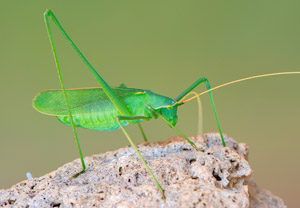 Langbeinige Sichelschrecke (Acrometopa macropoda), 28.07.2018