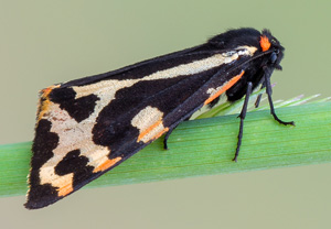 Wegerichbär (Arctia plantaginis), 03.06.2018