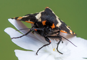 Wegerichbär (Arctia plantaginis), 03.06.2018