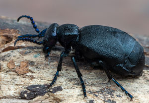 Meloe proscarabaeus