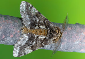 Kirschenspanner (Lycia hirtaria), 23.03.2025, Hürth