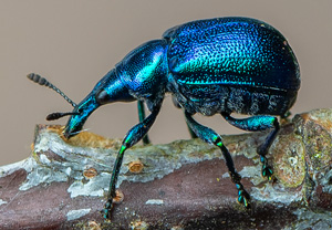 Rebenstecher (Byctiscus betulae), 14.06.2020