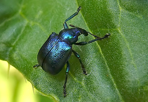 Rebenstecher (Byctiscus betulae) &ndash; Foto 1
