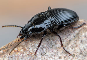 Abax parallelus, 28.03.2021, Wahnerheide