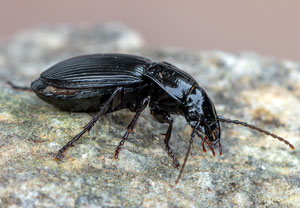 Abax parallelus, 28.03.2021, Wahnerheide