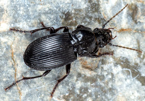 Abax parallelus