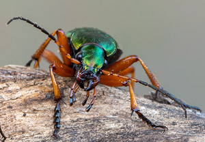 Goldlaufkäfer (Carabus auratus), 21.04.2019