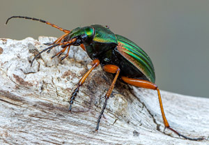 Goldlaufkäfer (Carabus auratus), 21.04.2019