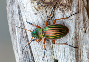 Goldlaufkäfer (Carabus auratus), 21.04.2019