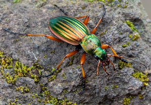 Goldlaufkäfer (Carabus auratus), 25.04.2019