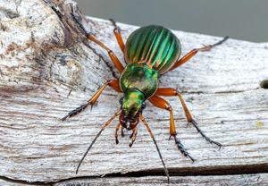 Goldlaufkäfer (Carabus auratus), 21.04.2019