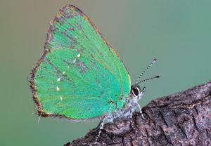 Grüner Zipfelfalter (Callophrys rubi), 21.04.2019