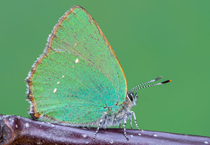 Grüner Zipfelfalter (Callophrys rubi), 21.04.2019