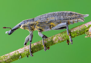 Schierlingsrüssler (Lixus iridis), 25.04.2019