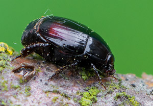 Margarinotus purpurascens, 25.04.2019
