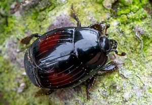 - (Margarinotus purpurascens)