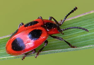 Scharlachroter Stäublingskäfer (Endomychus coccineus), 16.05.2021, Geilenkirchen, Teverener Heide