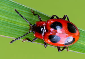 Scharlachroter Stäublingskäfer (Endomychus coccineus), 16.05.2021, Geilenkirchen, Teverener Heide