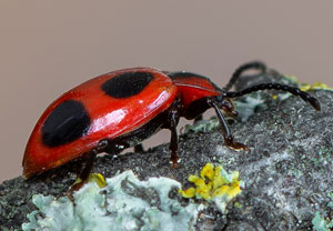 Scharlachroter Stäublingskäfer (Endomychus coccineus), 24.05.2021, Geilenkirchen, Teverener Heide