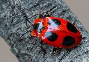 Scharlachroter Stäublingskäfer (Endomychus coccineus), 13.05.2021, Geilenkirchen, Teverener Heide