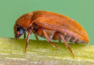 Byturus ochraceus, 28.04.2019