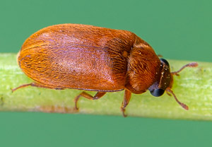 Byturus ochraceus, 28.04.2019