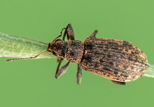 Braungrauer Glanzrüssler (Polydrusus cervinus), 04.05.2019