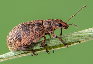 Braungrauer Glanzrüssler (Polydrusus cervinus), 04.05.2019