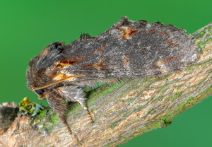 Dromedar-Zahnspinner (Notodonta dromedarius), 19.05.2019