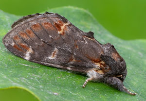Dromedar-Zahnspinner (Notodonta dromedarius), 19.07.2020, Wyry