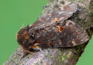Dromedar-Zahnspinner (Notodonta dromedarius), 19.05.2019