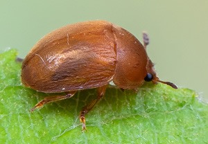 Brauner Glanzkäfer (Cychramus luteus), 07.06.2020