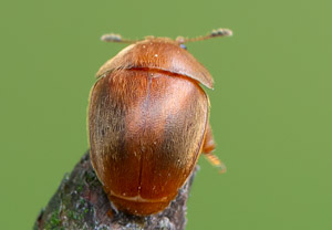 Brauner Glanzkäfer (Cychramus luteus), 20.05.2019