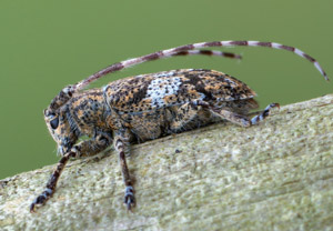 Graubindiger Augenfleckbock (Mesosa nebulosa), 26.05.2019