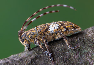 Graubindiger Augenfleckbock (Mesosa nebulosa), 27.05.2019