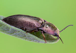 Selatosomus latus, 13.06.2021, Altenahr